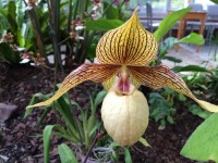 Slipper orchid