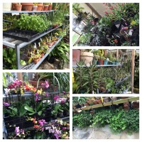 Plant Sale/Fundraising Event 2017