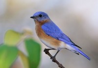 Eastern Bluebird photo courtesy Debbie McKenzie 2008