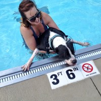 Dogs Day at Tuhey Pool