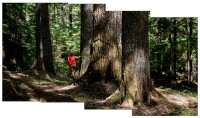 Sydney Gastman measuring a Western Hemlock, H.J. Andrews Experimental Forest, 2023