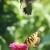 Butterflies, Hummingbirds & Muncie Ballet