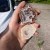 Live geode cutting at Kat's Crystals and Curiosities